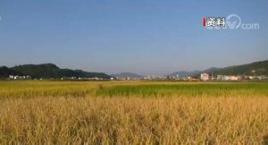 联合国粮农组织:全球食品价格连续第3个月上涨