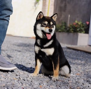 柴犬多少钱一只?【2020柴犬价格大盘点】