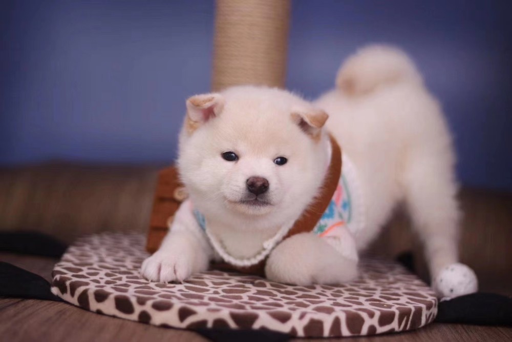 柴犬多少钱一只?【2020柴犬价格大盘点】 柴犬多少钱一只?【2020柴犬价格大盘点】