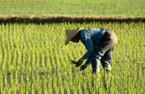 2021年上半年安徽省农民收入破万元